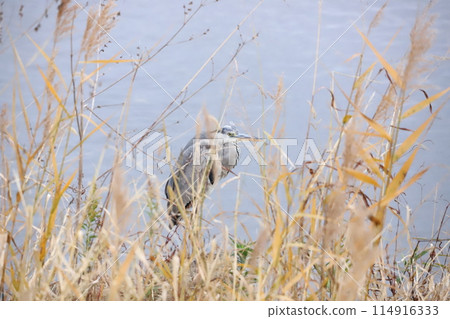 Gray heron resting by the water 114916333