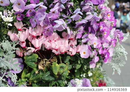 鮮豔的粉紅色花朵 114916369