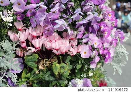 鮮豔的粉紅色花朵 114916372