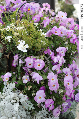 路燈上裝飾著可愛的花朵 114916373