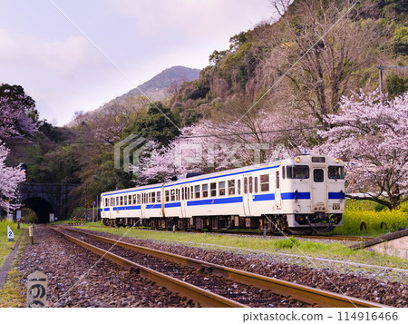 A Kiha 47 series local train on the Hitahikosan Line runs against the backdrop of cherry blossoms and rape blossoms. 114916466
