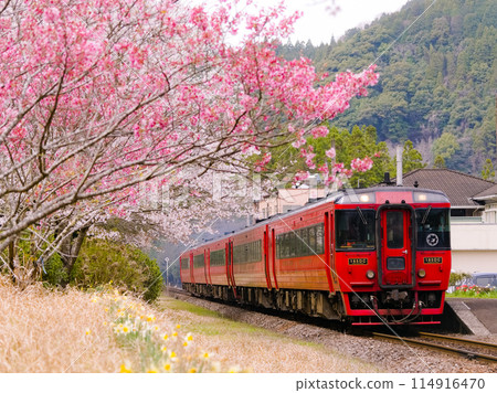 JR Kyushu Kiha 185 series Yufu express train passing by cherry blossoms in full bloom JR Kyushu Kiha 185 series Yufu express train passing by cherry blossoms in full bloom 114916470