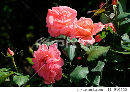 Roses in full bloom "Catherine Deneuve" 114916560