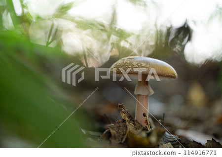 Mushroom: Amanita Mushroom: Amanita 114916771