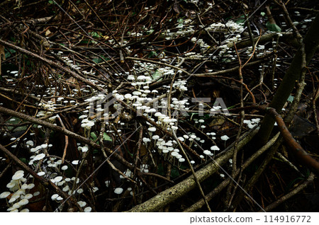 Mushrooms growing in clusters 114916772