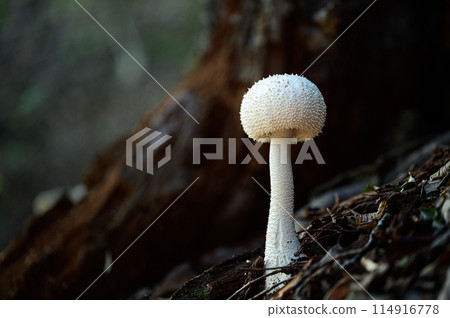 Mushroom: White onitake mushroom Mushroom: White onitake mushroom 114916778