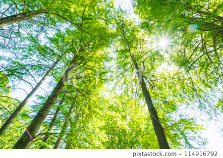 「埼玉縣」清新的綠意/生態形象 114916792