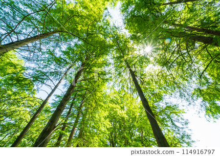 「埼玉縣」清新的綠意/生態形象 114916797