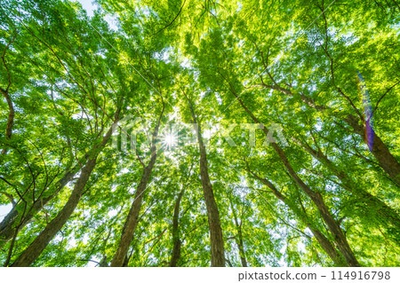 「埼玉縣」清新的綠意/生態形象 「埼玉縣」清新的綠意/生態形象 114916798