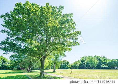 「埼玉縣」清新的綠意/生態形象 「埼玉縣」清新的綠意/生態形象 114916815
