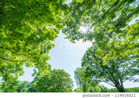 "Saitama Prefecture" Fresh greenery and eco-friendly image 114916821