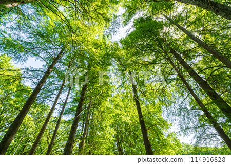 「埼玉縣」清新的綠意/生態形象 114916828