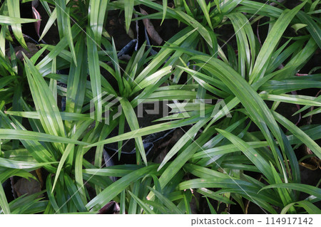 Pandan plant on nursery for sell Pandan plant on nursery for sell 114917142
