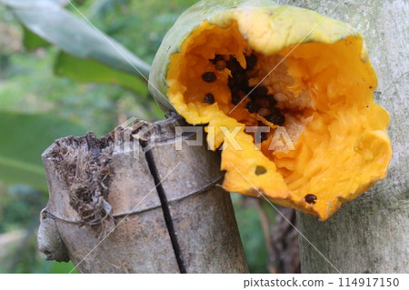 Ripe Papaya eaten by birds 114917150