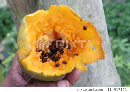 Ripe Papaya eaten by birds Ripe Papaya eaten by birds 114917151