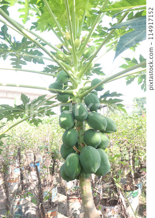 raw papaya on tree in farm for harvest raw papaya on tree in farm for harvest 114917152