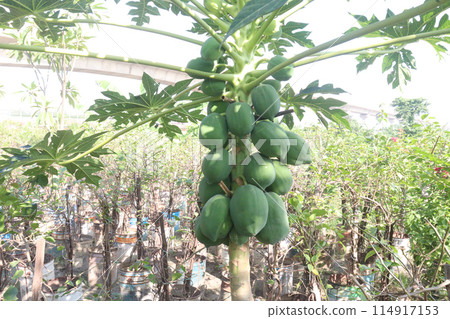 raw papaya on tree in farm for harvest 114917153