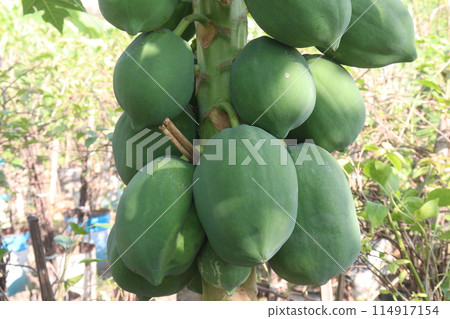 raw papaya on tree in farm for harvest raw papaya on tree in farm for harvest 114917154
