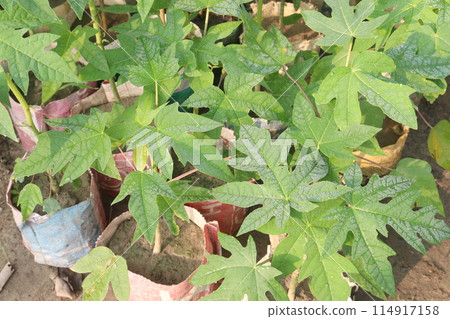 papaya seedlings on nursery for sell papaya seedlings on nursery for sell 114917158