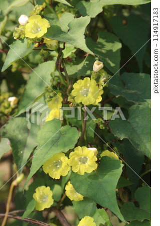 Merremia hederacea plant on field 114917183