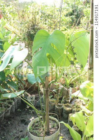 Monstera deliciosa plant on nursery 114917191