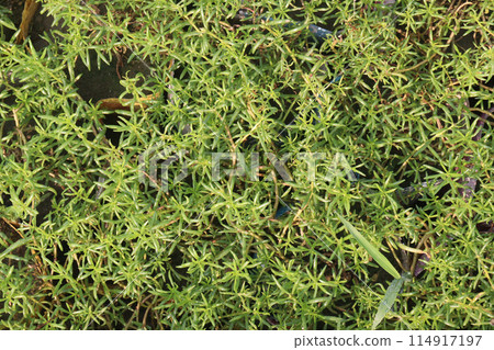 Moss rose purslane flower plant nursery Moss rose purslane flower plant nursery 114917197