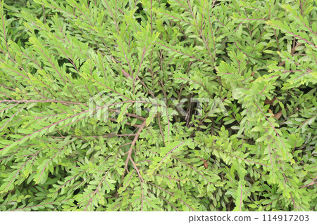 Mousetail flower plant on nursery 114917203