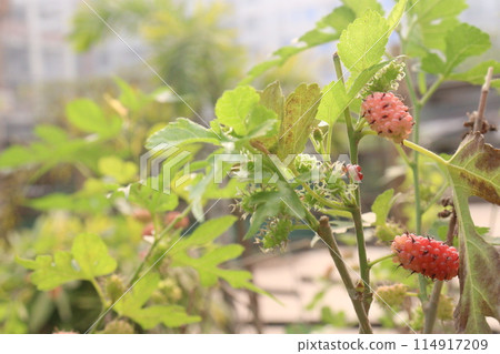 Mulberry on tree in farm for harvest Mulberry on tree in farm for harvest 114917209