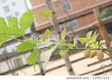 Mulberry on tree in farm for harvest Mulberry on tree in farm for harvest 114917219