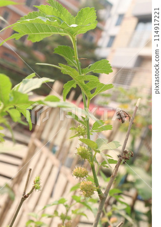 Mulberry on tree in farm for harvest Mulberry on tree in farm for harvest 114917221