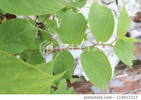 Muntingia calabura plant on jungle 114917227