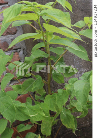 Muntingia calabura plant on jungle Muntingia calabura plant on jungle 114917234