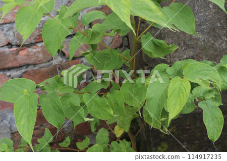 Muntingia calabura plant on jungle Muntingia calabura plant on jungle 114917235