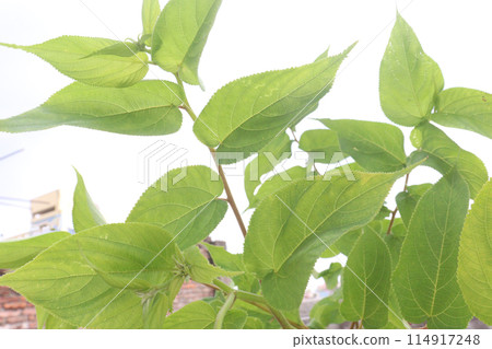 Muntingia calabura plant on jungle 114917248