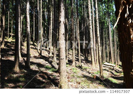 Photo of forest after thinning Photo of forest after thinning 114917307