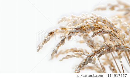 Macro photography of wheat ears, a plant on a white background. Reveals details of invertebrates like pests or arachnids that may inhabit the soil or twigs 114917357