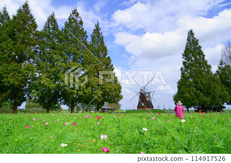 Cosmos field in Akebonoyama Agricultural Park Cosmos field in Akebonoyama Agricultural Park 114917526