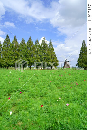 Cosmos field in Akebonoyama Agricultural Park Cosmos field in Akebonoyama Agricultural Park 114917527