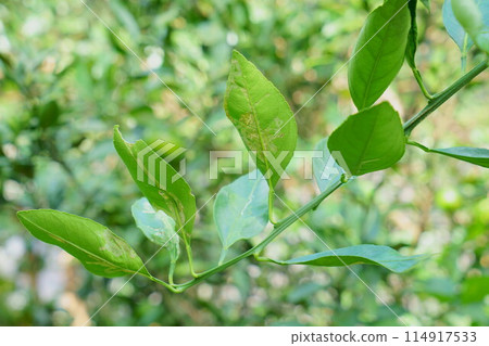 Citrus leaf beetle 114917533