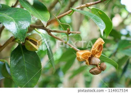 Camellia fruit and seeds 114917534