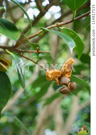 Camellia fruit and seeds Camellia fruit and seeds 114917535