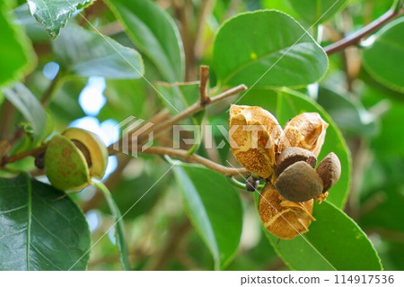 Camellia fruit and seeds Camellia fruit and seeds 114917536