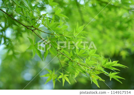 新鮮的綠色楓葉在背光下閃閃發光 114917554