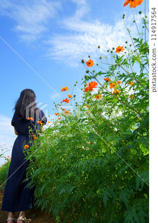 Woman's back view standing in a cosmos field 114917564