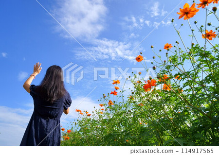 A woman waving her hand in a cosmos field 114917565