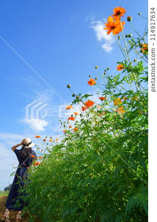 A woman wearing a straw hat in a cosmos field A woman wearing a straw hat in a cosmos field 114917634