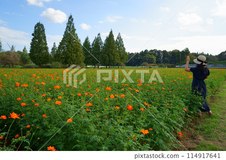 一個女人在宇宙場中揮手的後視圖 一個女人在宇宙場中揮手的後視圖 114917641