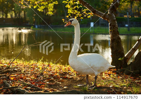 Mute swan walking through autumn park Mute swan walking through autumn park 114917670