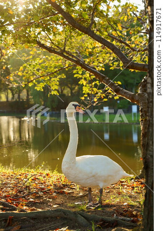 疣鼻天鵝在秋季公園散步 疣鼻天鵝在秋季公園散步 114917671