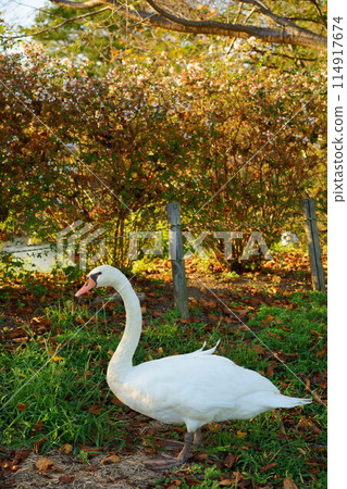 Mute swan walking in the park Mute swan walking in the park 114917674
